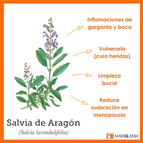 El Poder De La Salvia Regeneradora Y Reafirmante