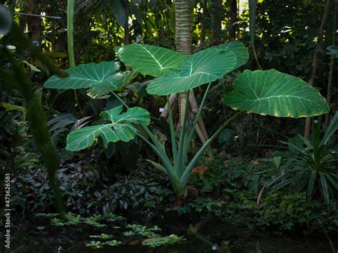 tropical plants in the jungle Stock Photo | Adobe Stock