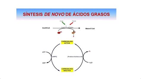 Regulación de la Acetil CoA Carboxilaxa por Insulina YouTube