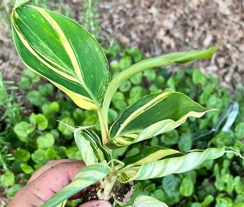 Variegated Shell Ginger Live Plant Houseplant - Etsy