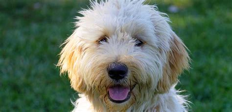 Labradoodle mix Archives - thelabradoodlesite.com