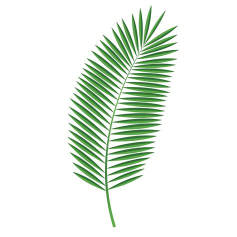 Palm Leaf Vector Illustration Vector Art At Vecteezy