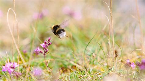 Skrivarstöd till projekt inom natur och biologisk mångfald