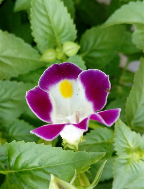 Richard Wong Garden & Woodwork: Edible Flowers
