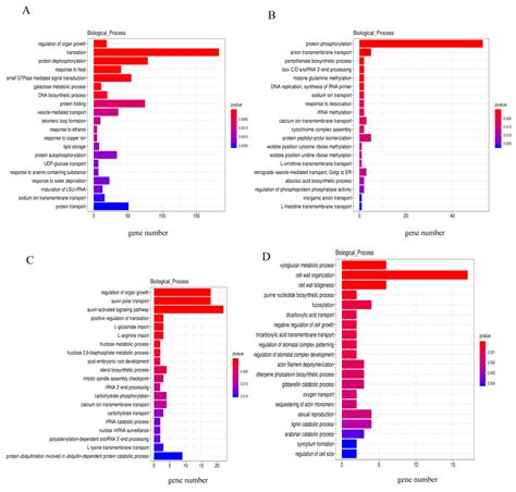 Ijms Free Full Text A Long Noncoding Rna Derived From Lncrna Mrna