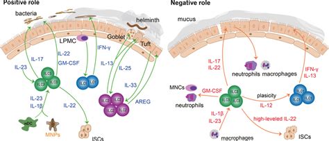 ILCs In The Intestines Different ILC Subtypes Play Distinct Roles In