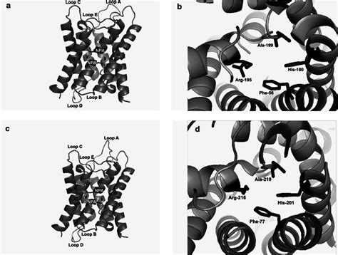 Three Dimensional Structure Homology Model Of LsAQP1 The Crystal