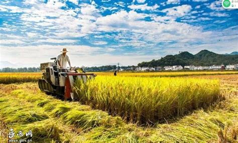 豐收季岳西冶溪萬畝水稻開鐮收割場面壯觀 每日頭條