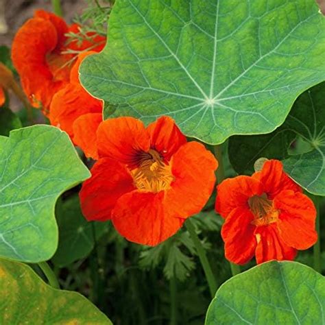 Amazon Outsidepride Seeds Annual Nasturtium Orange Cimbing