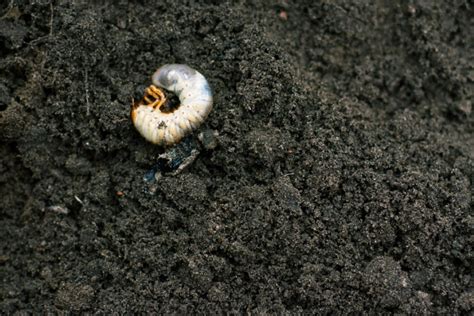 Managing Grubs In Your Lawn And Garden Merrifield Garden Center