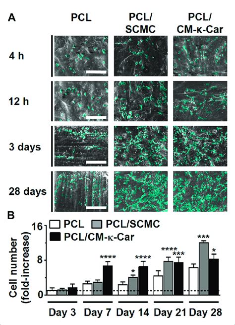 Effect Of 3d Printed Pcl Scaffold Surface Functionalization By Scmc Or Download Scientific