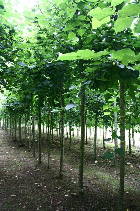 Tilia Cordata Roelvo Small Leafed Lime