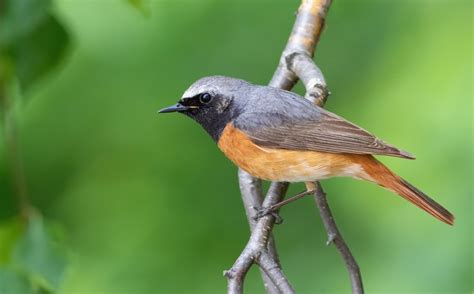 Birds That Look Like Robins But Aren T With Photos