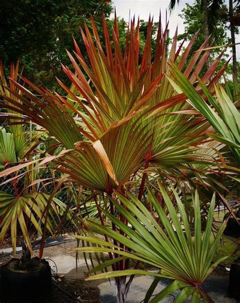 16 Best Red Tropical Plants For Growing Indoors Outdoors Best