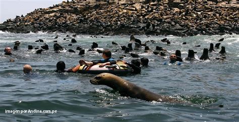 Tour Islas Palomino Del Callao Para Nadar Con Lobos Marinos