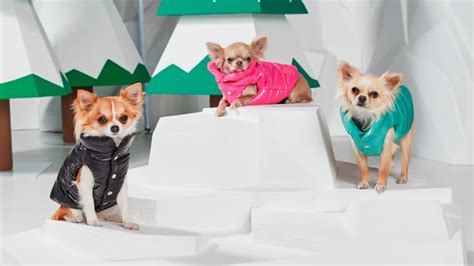 Fashion Brands Are Making Stylish Clothes for Dogs, and Millennials Are ...