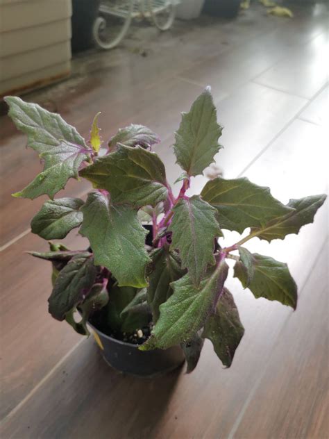 Gynura Aurantiaca Purple Passion Or Velvet Plant Furniture Home