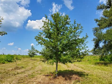 Overcup Oak The Best Landscape Tree Youve Never Heard Of Gardening