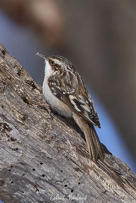 Grimpereau Brun Brown Creeper Céline Boilard Flickr