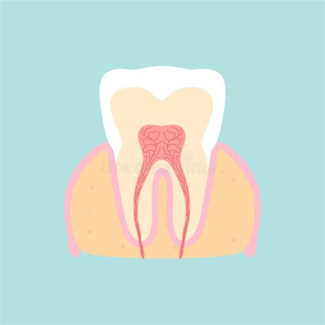 Tooth Medical Anatomy Flat Design Vector Illustration Internal