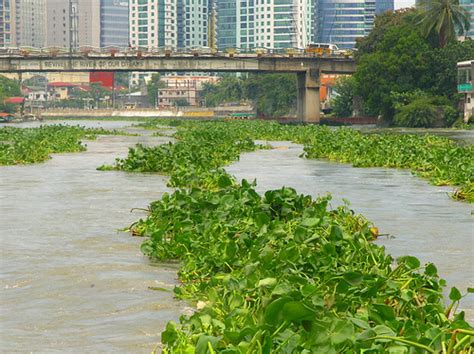 Invasive Alien Species Philippine Clearing House Mechanism