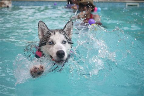 Come Proteggere Il Tuo Cane Dal Caldo Estivo 8 Consigli Essenziali