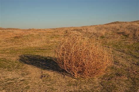 How Are Tumbleweeds Formed