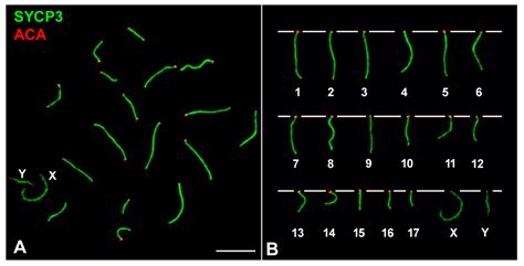 Genes Free Full Text Meiotic Behavior Of Achiasmate Sex Chromosomes In The African Pygmy