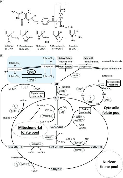 Folate And Folate Mediated One Carbon Metabolism A Folate Is Download Scientific Diagram