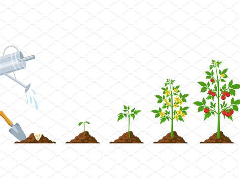 Tomato growth. Stages of plant by Ksana G on Dribbble