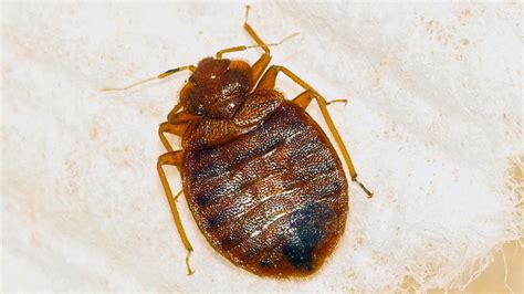 13 Bugs That Look Like Bed Bugs How To Identify Them