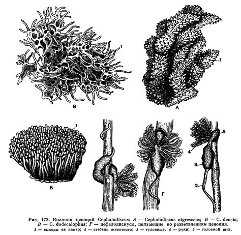 Talk:Fossils of the Burgess Shale - Wikipedia