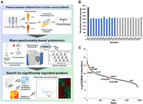 Proteomic Discovery Of Plasma Protein Biomarkers And Development Of