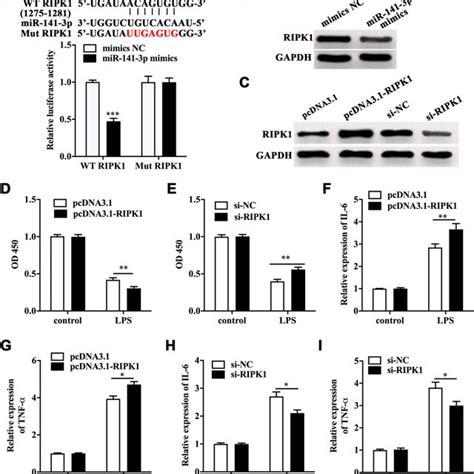 Lps Induced Ripk Mediated Necroptosis Of Caco Cells A Pi Positive