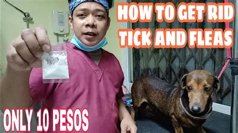 How To Get Rid Of Ticks And Fleas Mabisang Pantanggal Ng Garapata