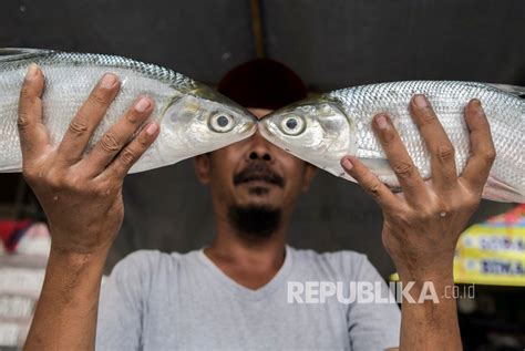 Mengintip Pedagang Musiman Ikan Bandeng Di Rawa Belong Republika Online