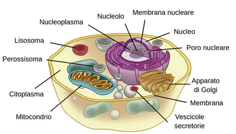 La Cellula Eucariote Labster