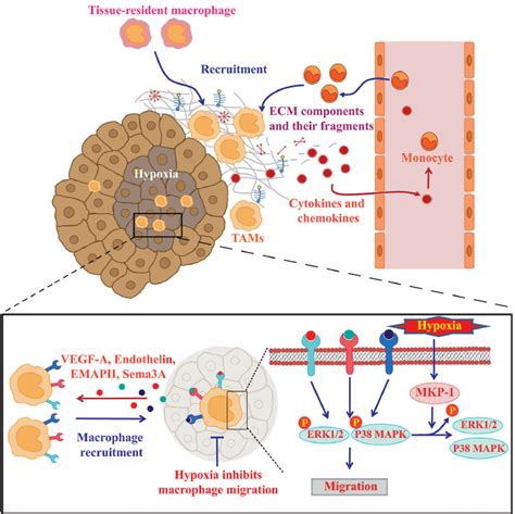 Mechanisms Underlying The Recruitment Of Monocytes Macrophages Into