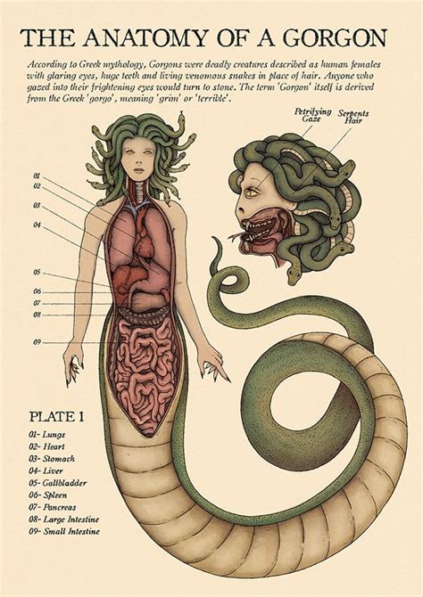 The Anatomy Of A Gorgon Био арт Мифические существа Криптозоология