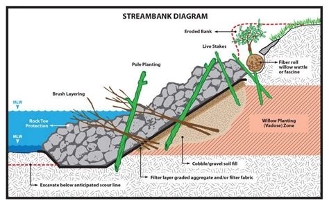 Bioengineering Materials Selection And Planting Ernst Conservation Seeds Landscape Drainage