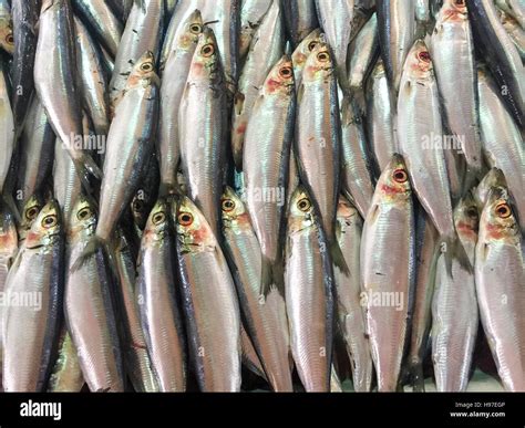 Close Up Of Fresh Sardine Fish Or Local Called Jikan Tambah On Display