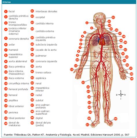 ARTERIAS Conducen la sangre desde el corazón y la distribuyen por el