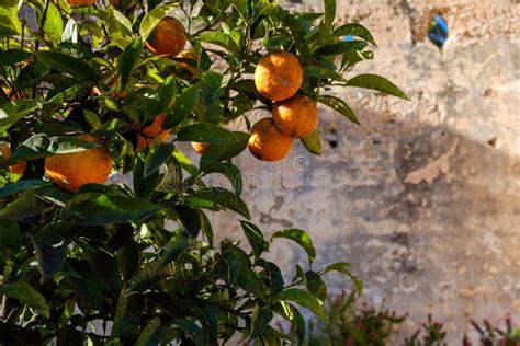 Oranges Growing On A Tree In A Park Stock Photo Image Of Grow