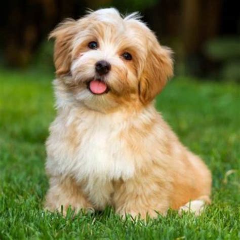 Small Breed Puppies | Teddy Bear Puppies | Berlin Pet Shoppe