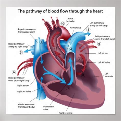 Blood flow through the heart poster | Zazzle