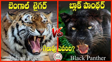 Bengal Tiger Vs Black Panther Who Will Win A Fight In Telugu Mother