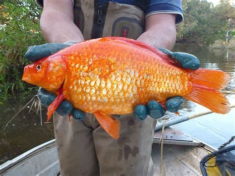 Worlds Biggest Goldfish