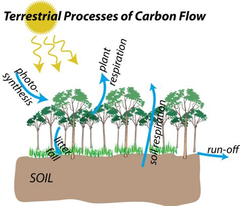 The Terrestrial Carbon Cycle Earth 103 Earth In The Future