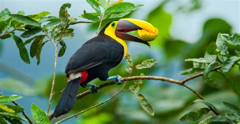 Toucan | Information, Types, Feeding and Characteristics..