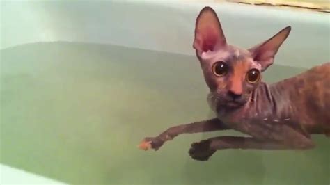 Cornish Rex Swimming Youtube